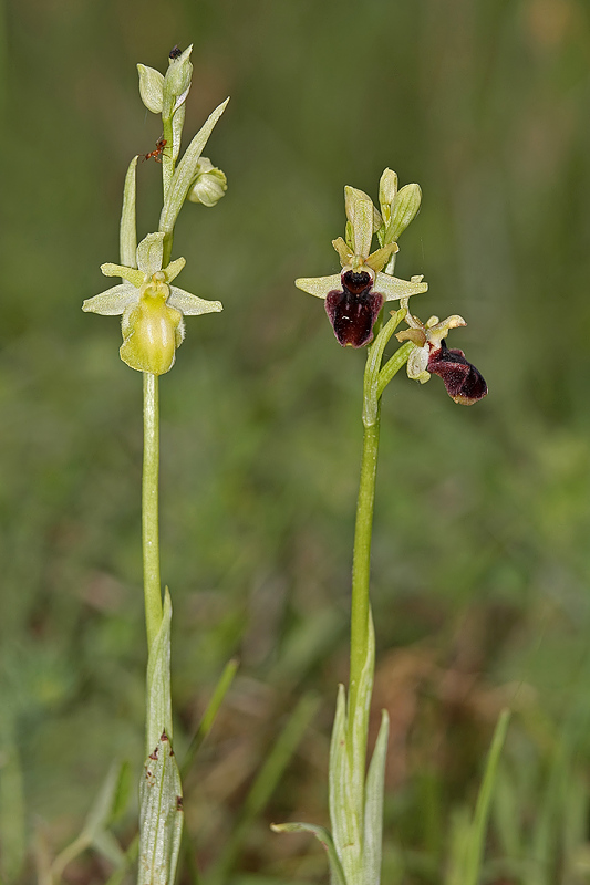 Spinnenragwurz (Ophrys sphegodes) Albino Variante 3