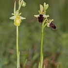 Spinnenragwurz (Ophrys sphegodes) Albino Variante 3