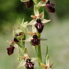 Spinnenragwurz (Ophrys sphegodes) - Ostthüringen - 30.4.11