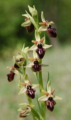 Spinnenragwurz (Ophrys sphegodes) - Ostthüringen - 30.4.11