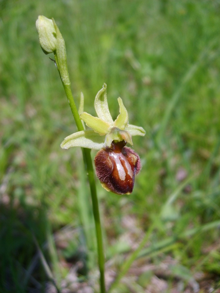 Spinnenragwurz (Ophrys sphegodes)mitte Mai 08 um Jena