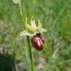 Spinnenragwurz (Ophrys sphegodes)mitte Mai 08 um Jena