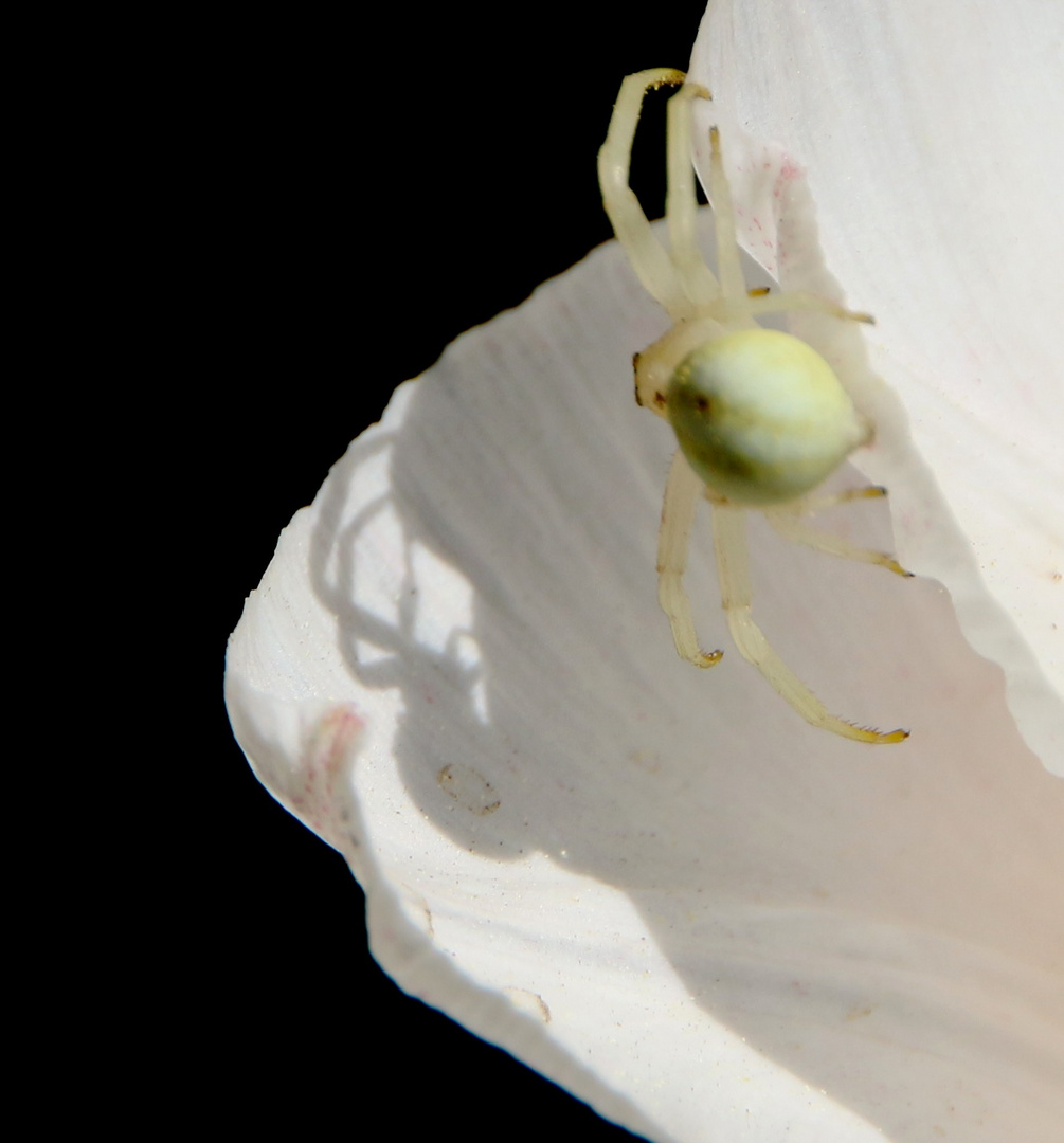 Spinnenschatten oder Schattenspinne