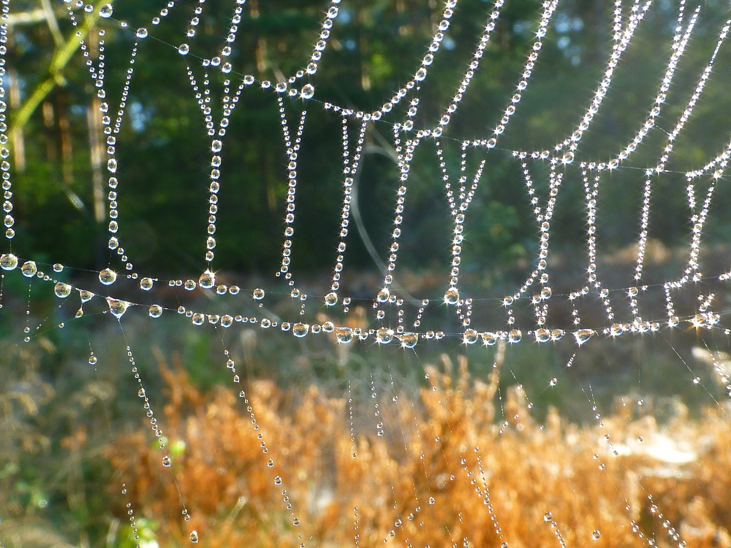 Spinnenseilgarten