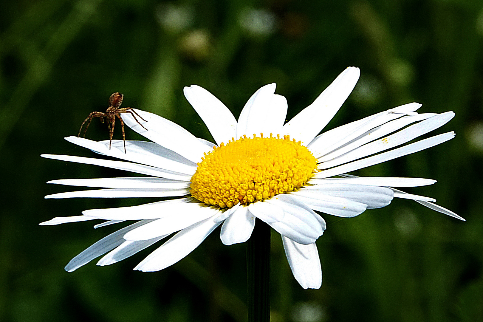  Spinnentag auf der Margerite