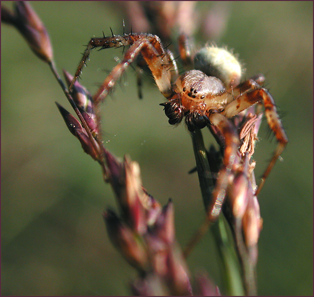 Spinnentier aus dem Dosenmoor.