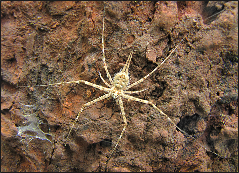 Spinnentier im indischen Urwald