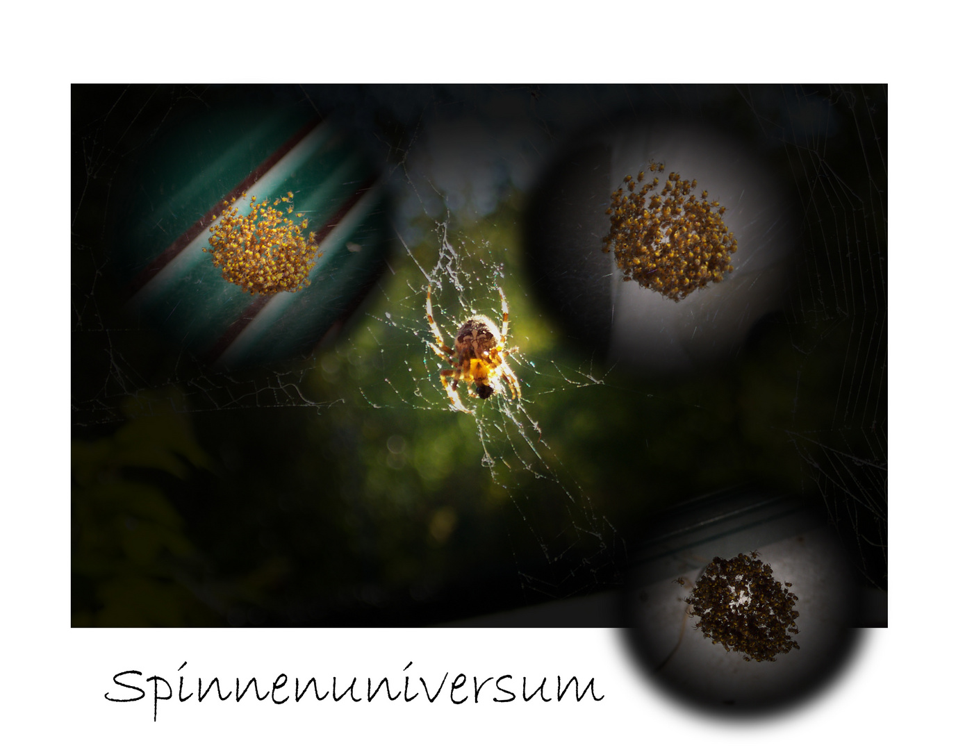Spinnenuniversum