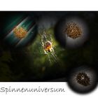 Spinnenuniversum