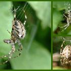 Spinnenvariation