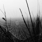 Spinnenweb in SW