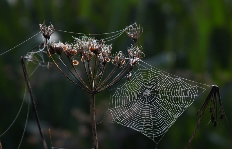 Spinnenwebe