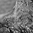 Spinnenweben
