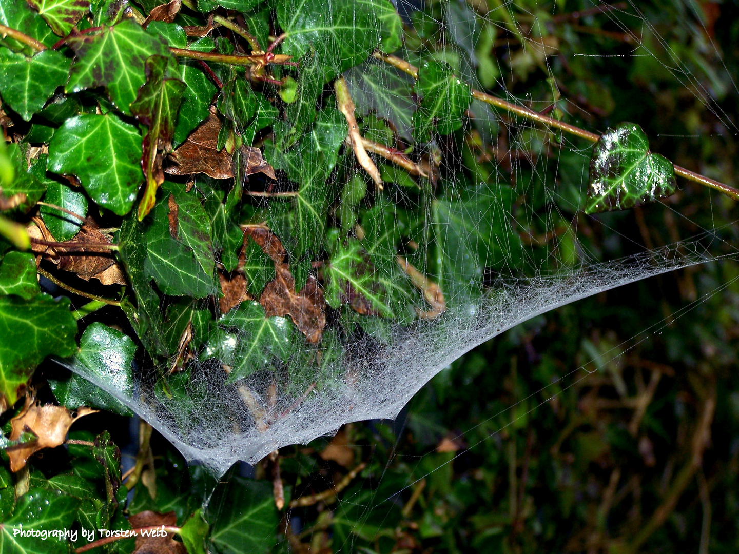 Spinnenweben am Efeu