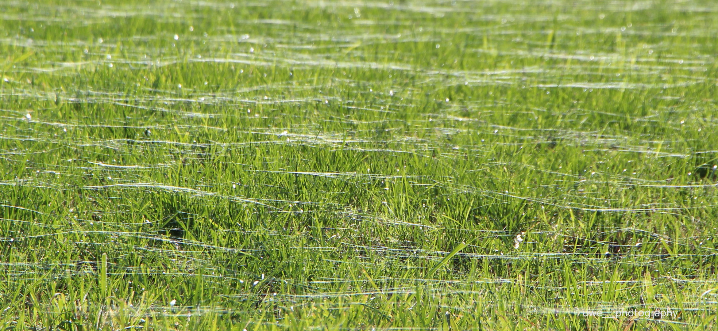 Spinnenweben auf der Wiese 