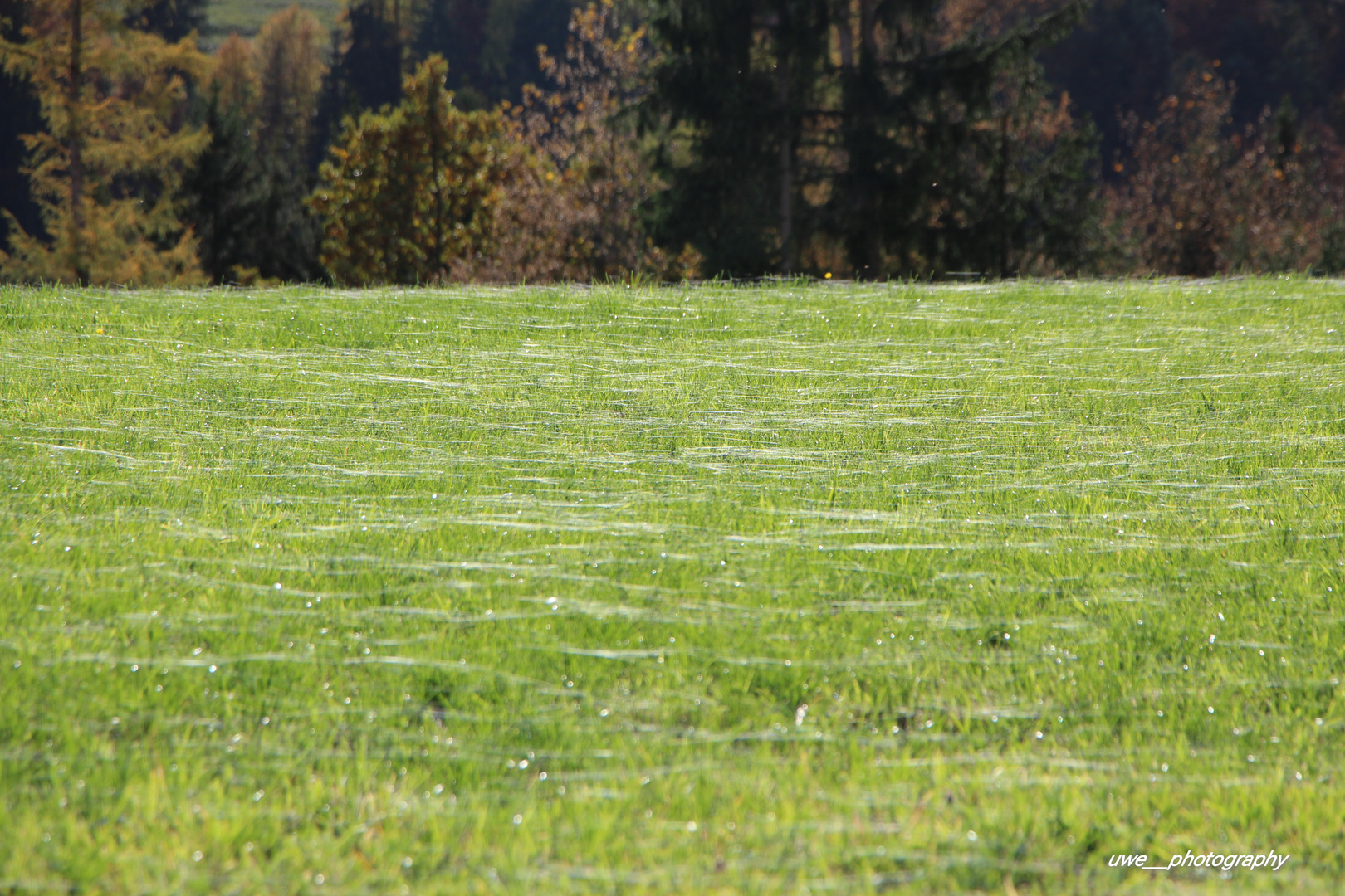 Spinnenweben auf der Wiese 