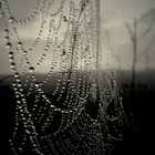 Spinnenweben bedeckt mit Morgentau
