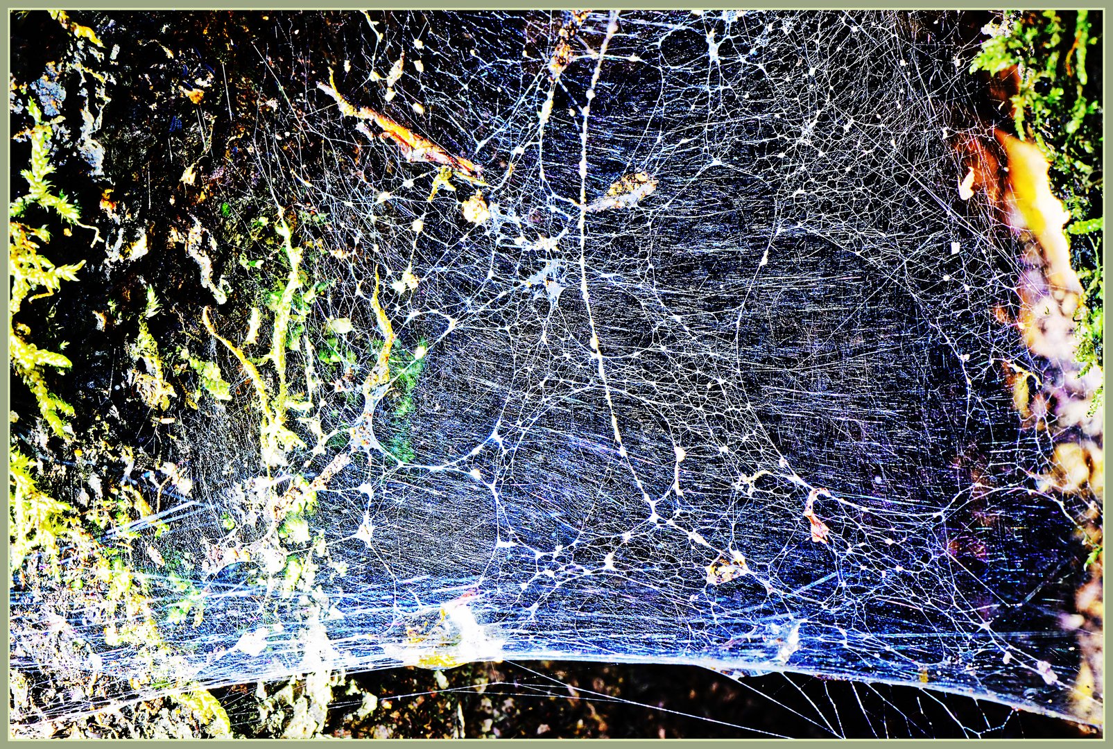 Spinnenweben im hohlen Baum