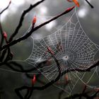 Spinnenweben im Morgentau