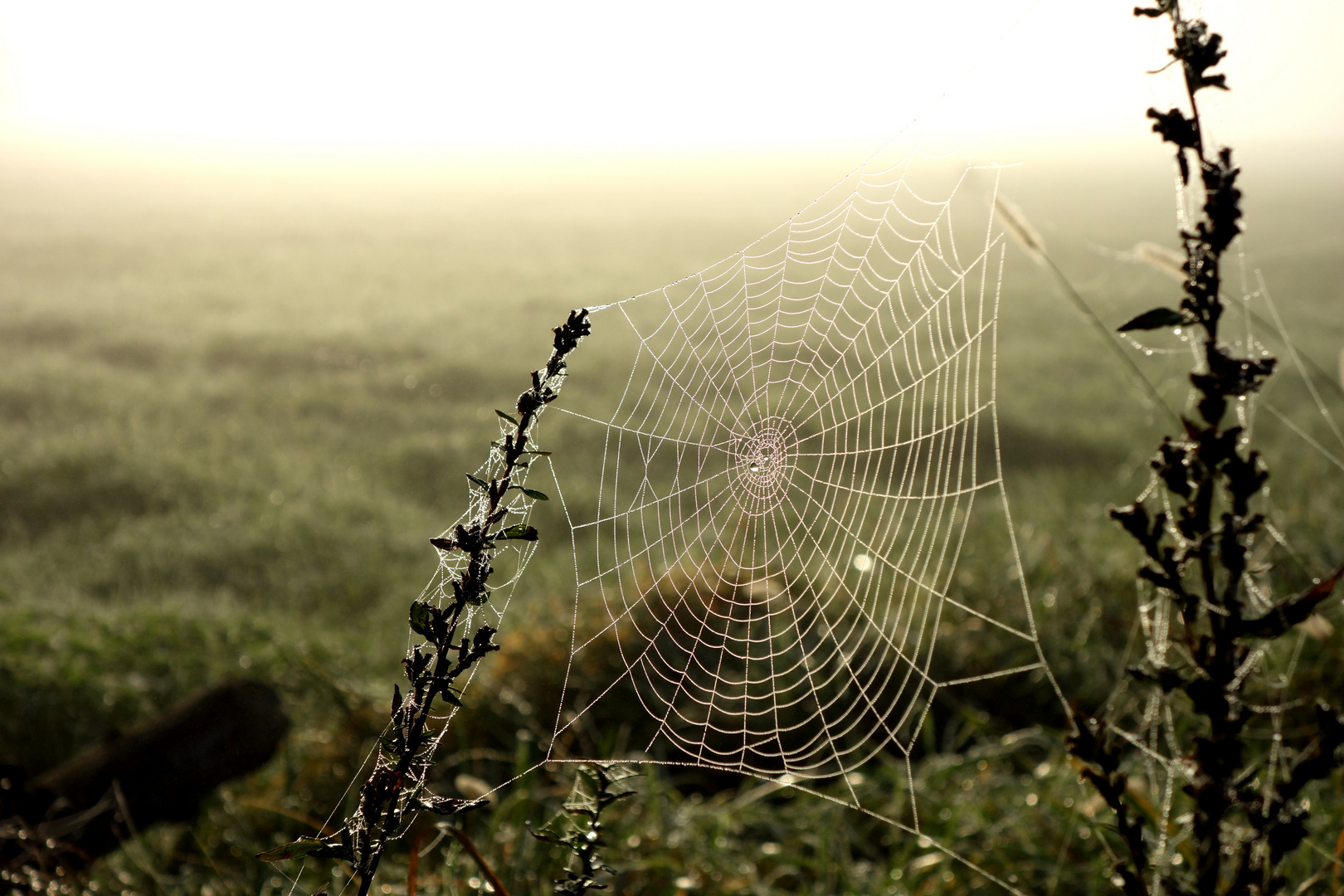 Spinnenweben im Morgentau