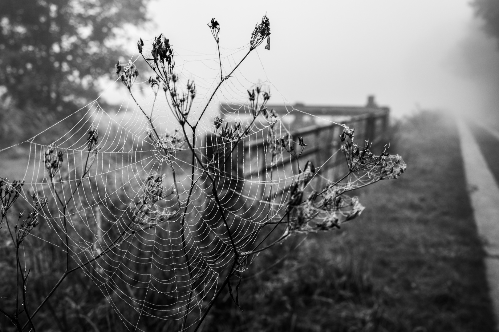 Spinnenweben im Nebel