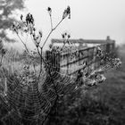 Spinnenweben im Nebel