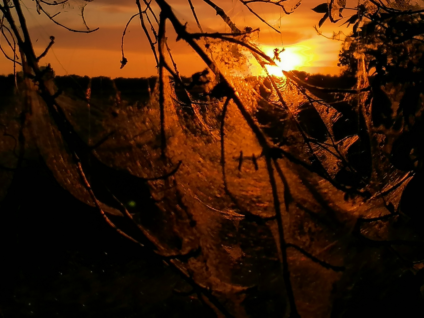 Spinnenweben im Sonnenuntergang 