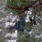 Spinnenweben im Winter