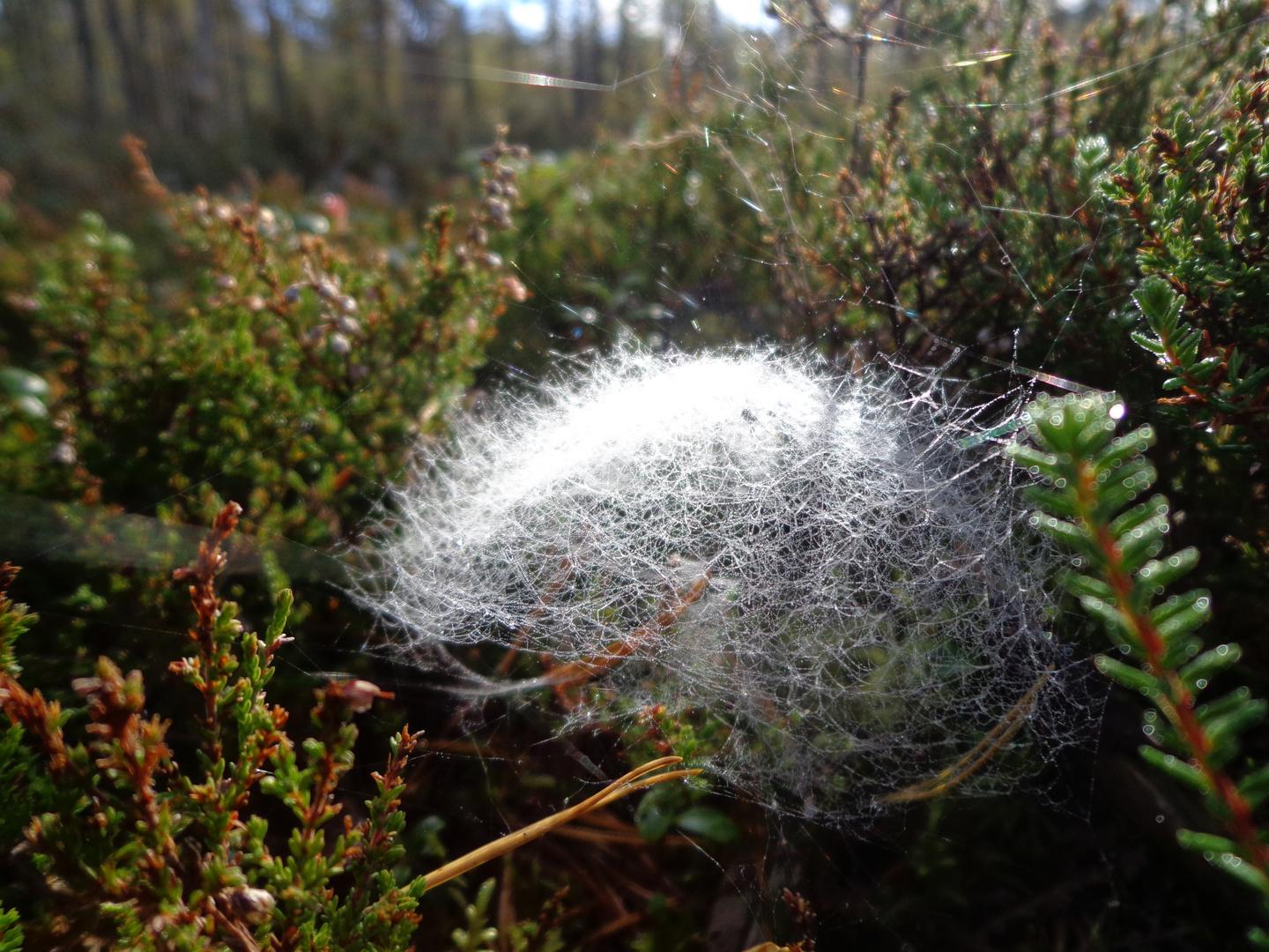 Spinnenweben in Pilzform