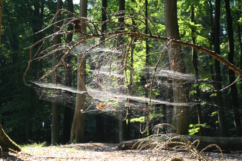 Spinnenwebkunst im Nationalpark Jasmund