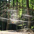 Spinnenwebkunst im Nationalpark Jasmund