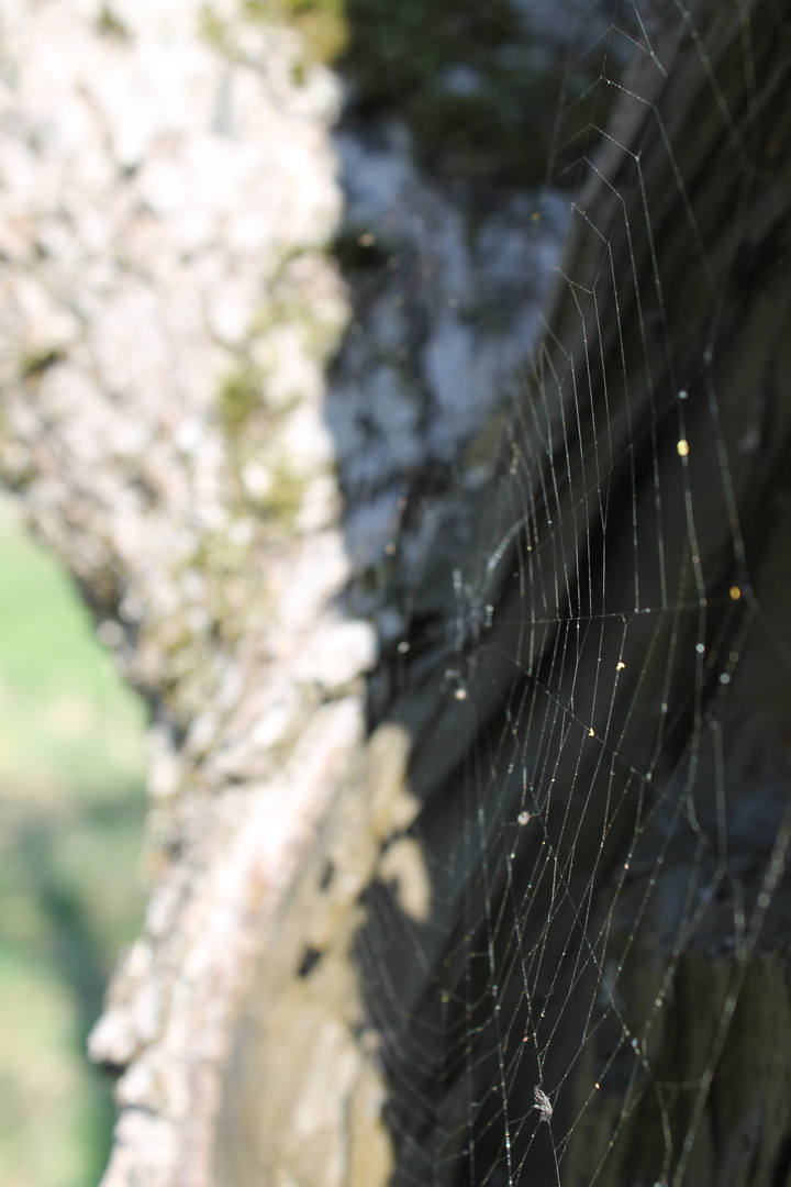 Spinnenwegen im Baum