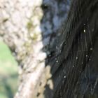 Spinnenwegen im Baum