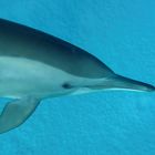 Spinner Delfin