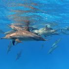 Spinner Delfine am Dolphin House (Stenella longirostris)