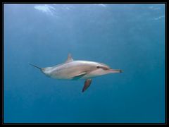 Spinner Delphin