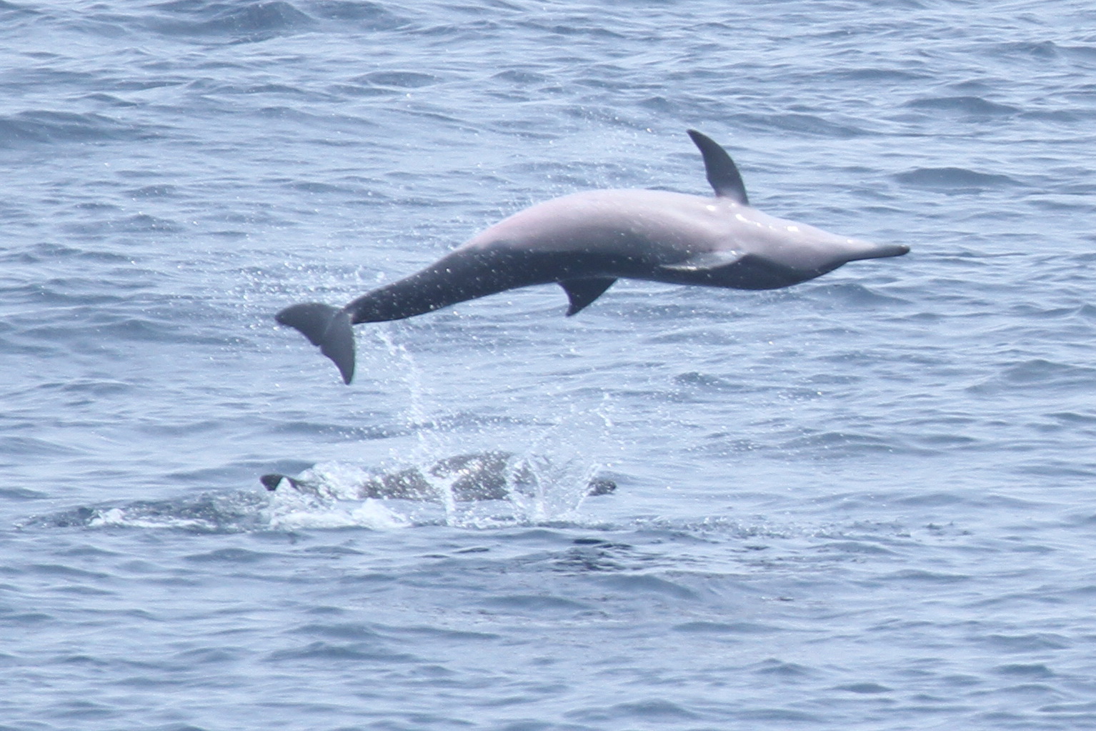 Spinner Dolphins spinning around