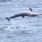 Spinner Dolphins spinning around