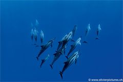 Spinnerdelfine
