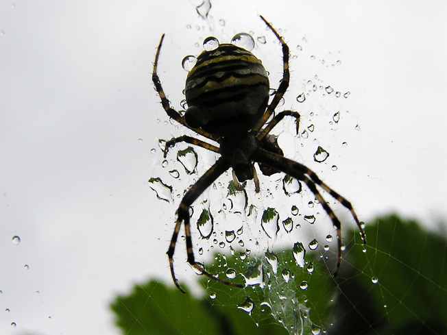 Spinne+Regentropfen