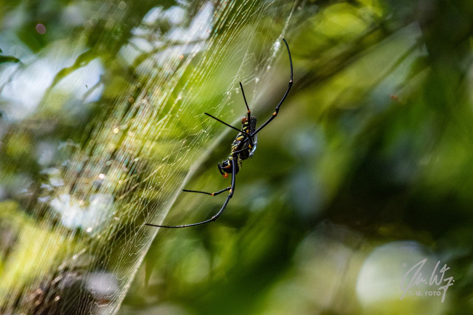 Spinnerei?