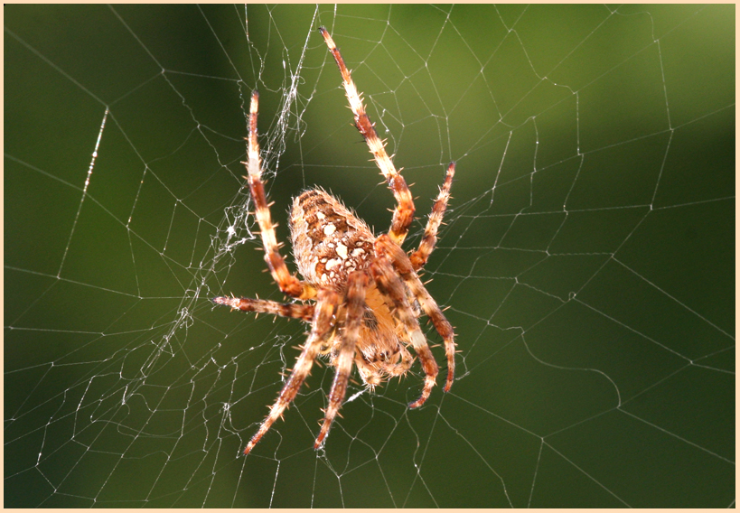 *Spinnerei* am Morgen...