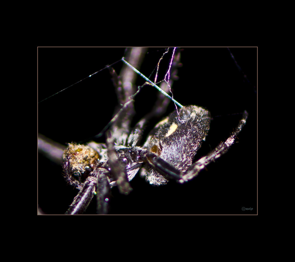 spinnerei auf dem balkon