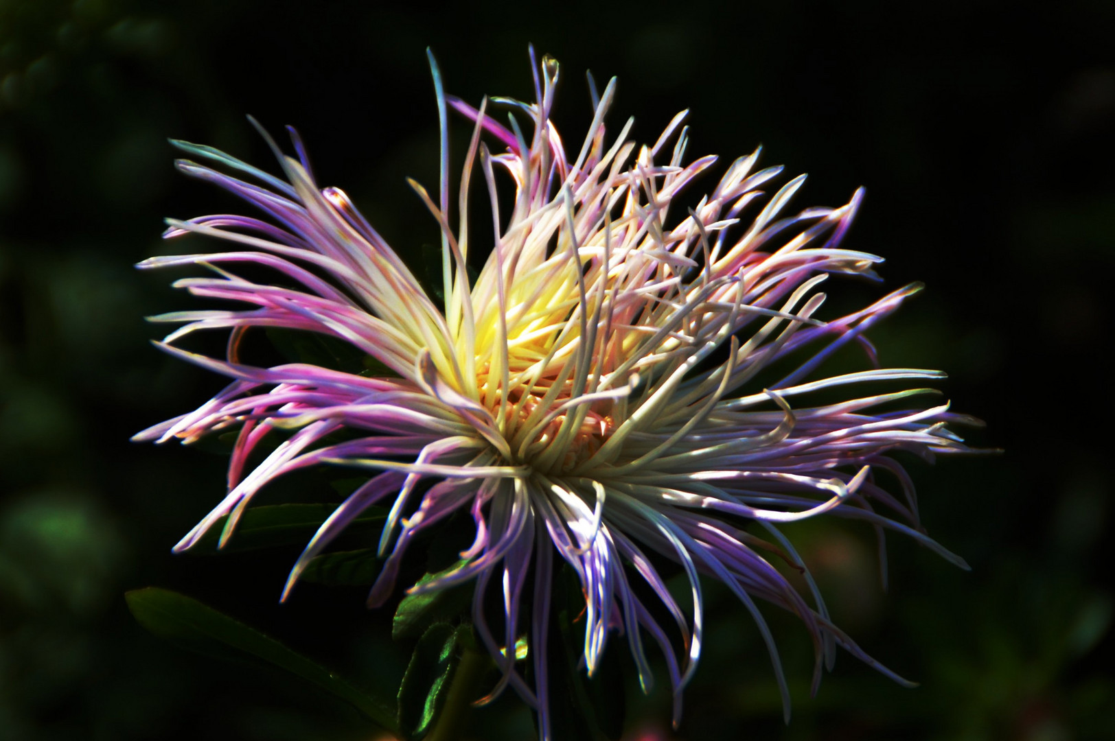 "Spinnerige" Aster