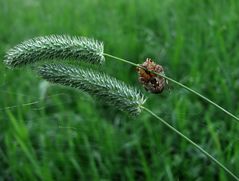 Spinne´s Nachtgebet: