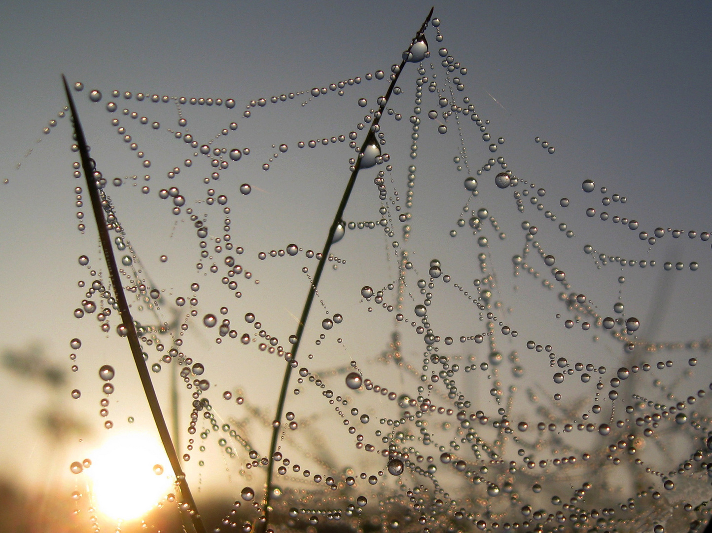 Spinnetz im Morgenlicht