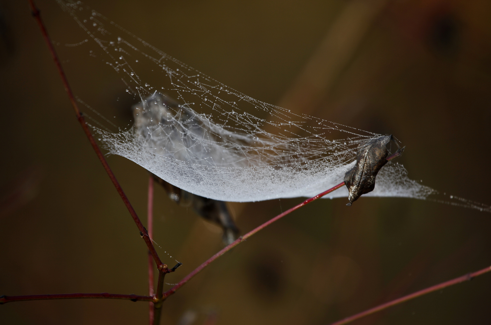 Spinneweb