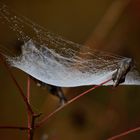 Spinneweb