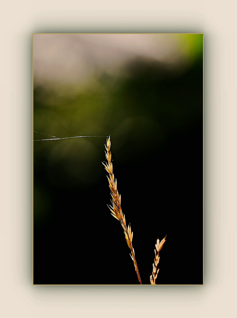 Spinnfaden am Halm