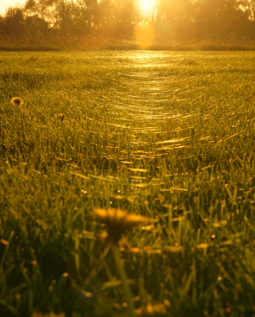 Spinnfäden im Sonnenuntergang